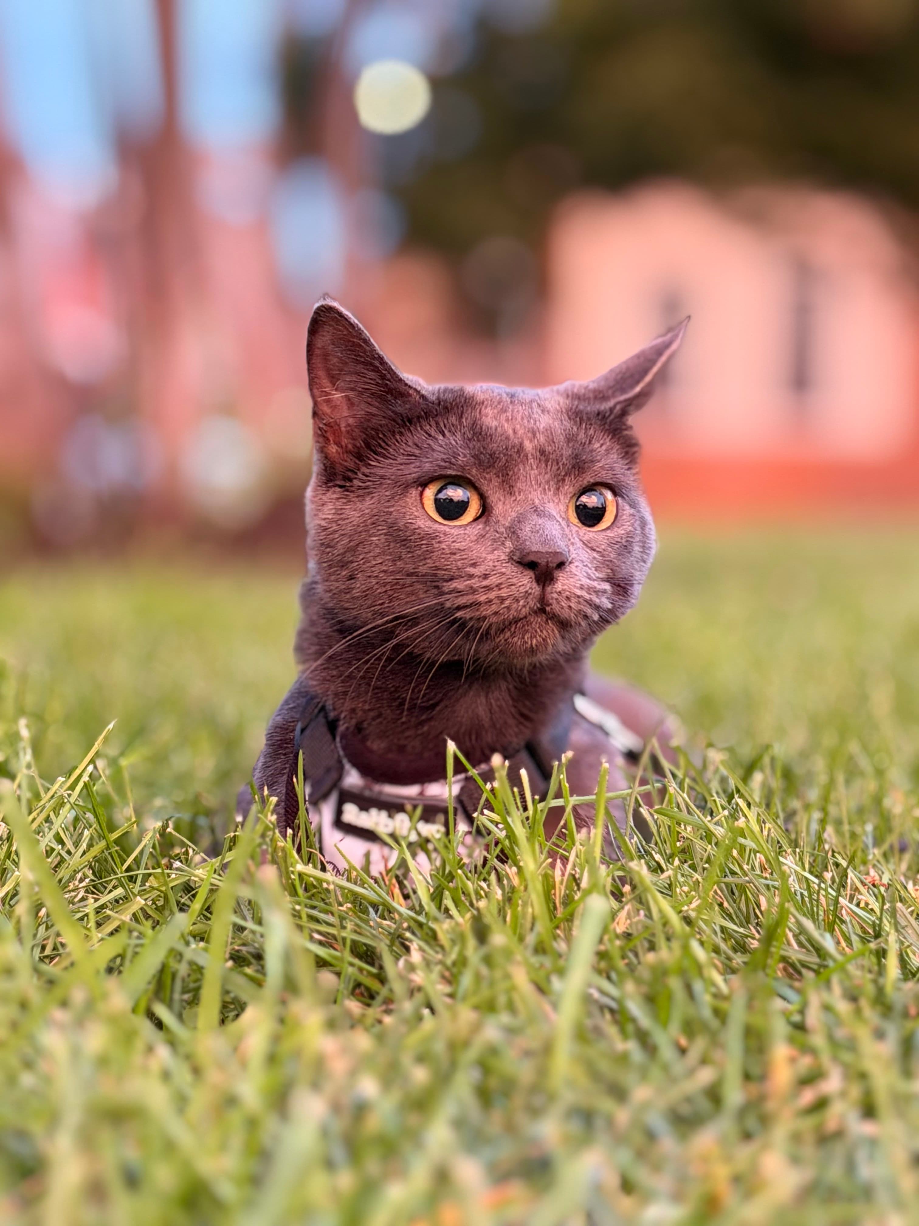 Gray cat with amber eyes sitting low in green grass wearing a harness